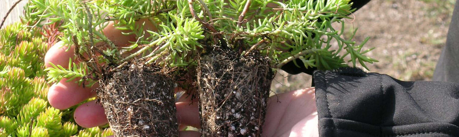 Sedum Plugs for Sale
