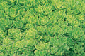 Hybridum ‘Immergrunchen’