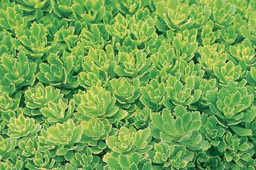 Hybridum ‘Immergrunchen’