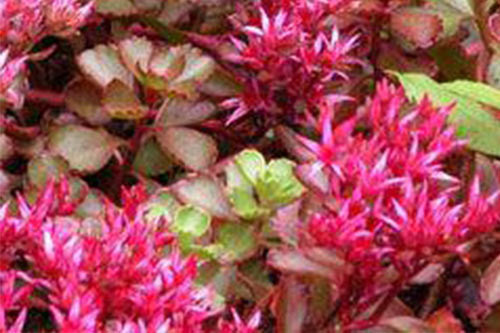 Red Fuldaglut