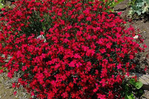 Dianthus Deltoids Red