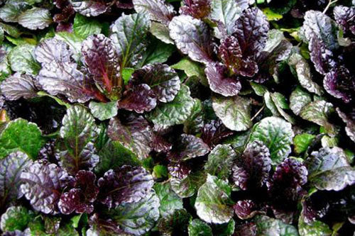 Ajuga Black Scallop