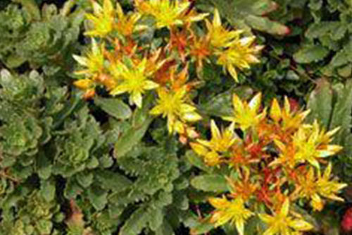 Floriferum 'Weihenstephaner Gold'