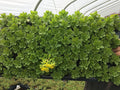 Hybridum ‘Immergrunchen’