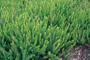 Green Spruce