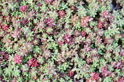 Coral Carpet