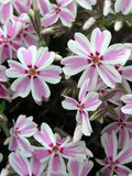 Candy Stripe Phlox